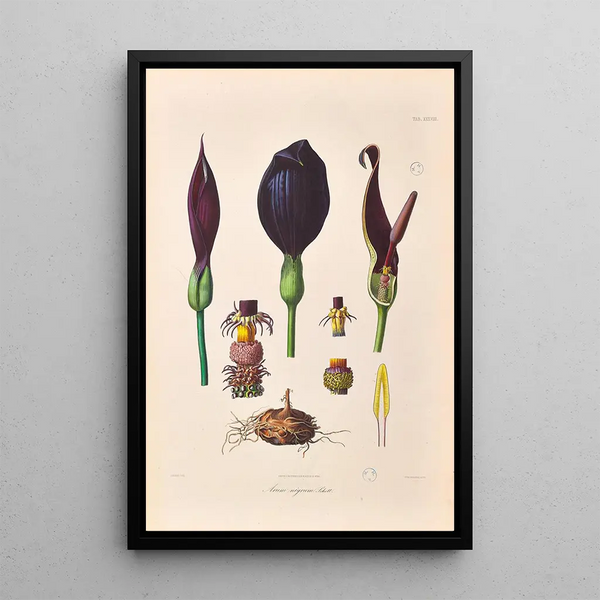 Icones Aroidearum Pl38 - Heinrich Wilhelm Schott — framed artwork on a wall