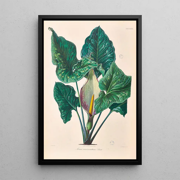 Icones Aroidearum Pl39 - Heinrich Wilhelm Schott — framed artwork on a wall