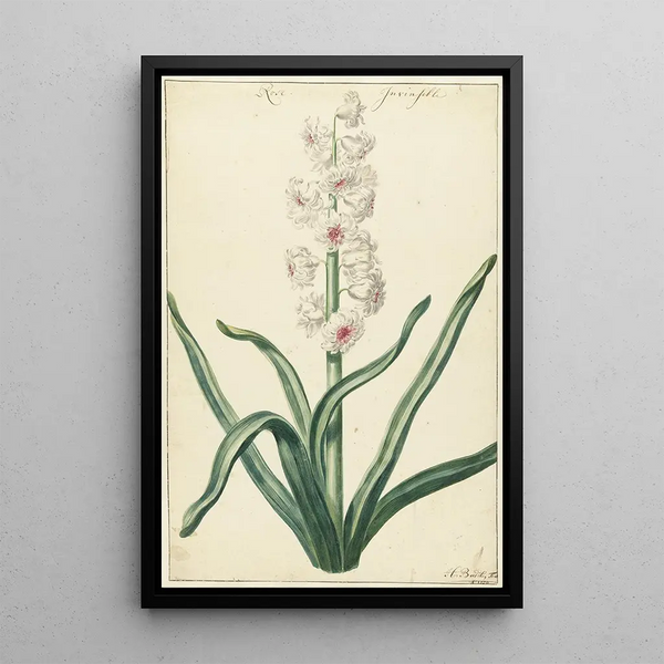 Jacinthe blanche - Hendrik Budde — cuadro enmarcado en la pared
