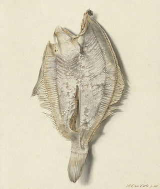 Hendrik Gerrit ten Cate - Scharretje.webp