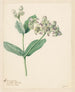 Calotropis - Hendrik Schwegman — vista de la obra