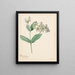 Calotropis - Hendrik Schwegman — cuadro enmarcado en la pared