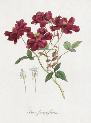 Hendrik Schwegman - Chinese roos Rosa chinensis Jacq.webp