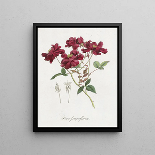 Hendrik Schwegman - Chinese roos Rosa chinensis Jacq.webp