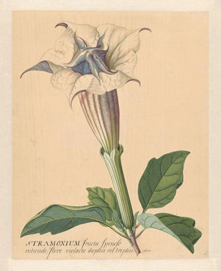 Hendrik Schwegman - Doornappel.webp