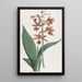 Orchidée des marais - Hendrik Schwegman — framed artwork on a wall