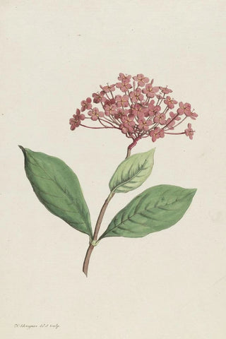 Hendrik Schwegman - Pauwenkers Ixora coccinea.webp