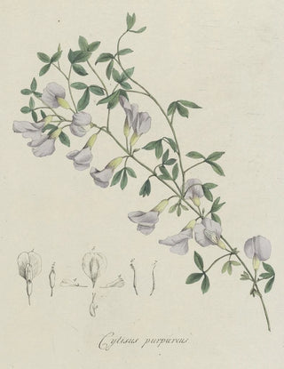 Hendrik Schwegman - Purperen brem.webp