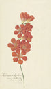 Tritonia Crocata - Hendrik Schwegman — vista de la obra