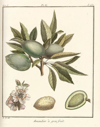 HenriLouis Duhamel du Monceau - Trait des arbres fruitiers Pl02.webp