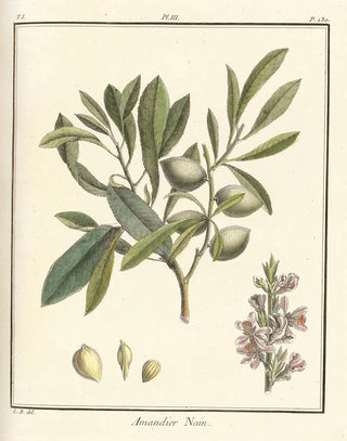 HenriLouis Duhamel du Monceau - Trait des arbres fruitiers Pl03.webp