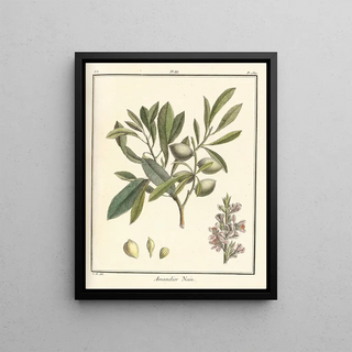 HenriLouis Duhamel du Monceau - Trait des arbres fruitiers Pl03.webp