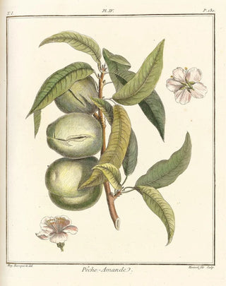 HenriLouis Duhamel du Monceau - Trait des arbres fruitiers Pl04.webp