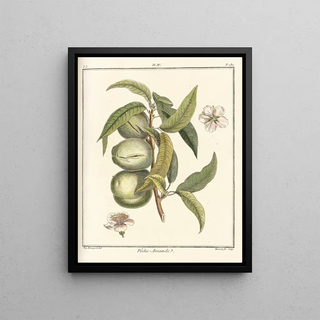 HenriLouis Duhamel du Monceau - Trait des arbres fruitiers Pl04.webp