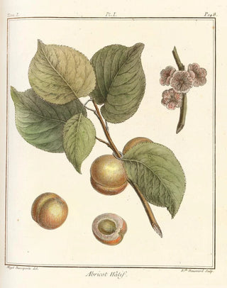 HenriLouis Duhamel du Monceau - Trait des arbres fruitiers Pl05.webp