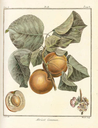 HenriLouis Duhamel du Monceau - Trait des arbres fruitiers Pl06.webp