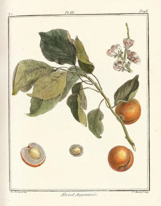 HenriLouis Duhamel du Monceau - Trait des arbres fruitiers Pl07.webp