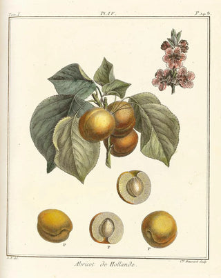 HenriLouis Duhamel du Monceau - Trait des arbres fruitiers Pl08.webp