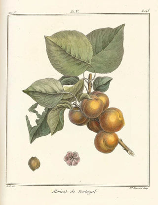 HenriLouis Duhamel du Monceau - Trait des arbres fruitiers Pl09.webp