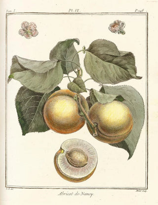 HenriLouis Duhamel du Monceau - Trait des arbres fruitiers Pl10.webp