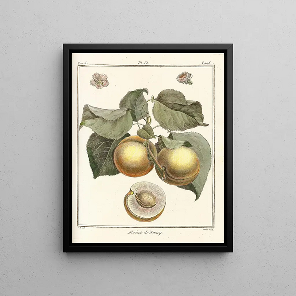 HenriLouis Duhamel du Monceau - Trait des arbres fruitiers Pl10.webp