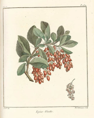 HenriLouis Duhamel du Monceau - Trait des arbres fruitiers Pl11.webp