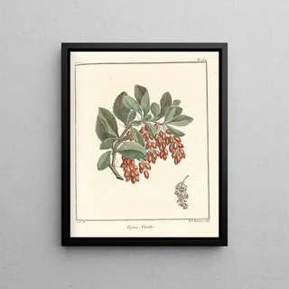 HenriLouis Duhamel du Monceau - Trait des arbres fruitiers Pl11.webp