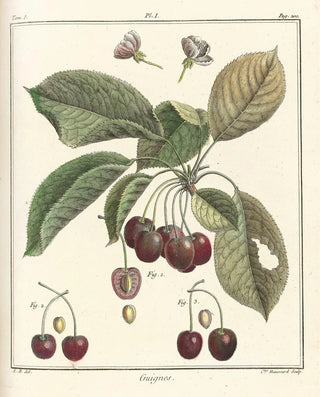 HenriLouis Duhamel du Monceau - Trait des arbres fruitiers Pl12.webp
