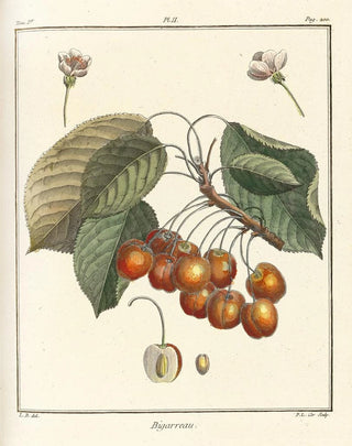 HenriLouis Duhamel du Monceau - Trait des arbres fruitiers Pl13.webp