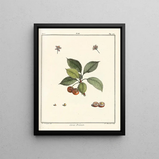 HenriLouis Duhamel du Monceau - Trait des arbres fruitiers Pl14.webp
