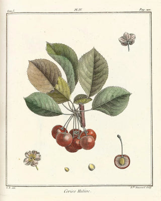HenriLouis Duhamel du Monceau - Trait des arbres fruitiers Pl15.webp