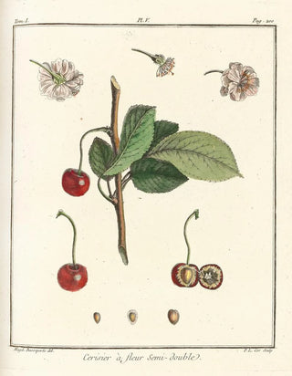 HenriLouis Duhamel du Monceau - Trait des arbres fruitiers Pl16.webp