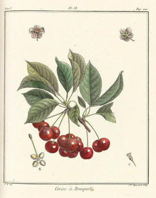 HenriLouis Duhamel du Monceau - Trait des arbres fruitiers Pl17.webp