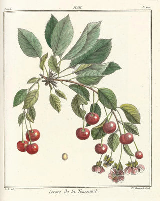 HenriLouis Duhamel du Monceau - Trait des arbres fruitiers Pl18.webp