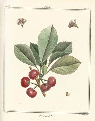 HenriLouis Duhamel du Monceau - Trait des arbres fruitiers Pl19.webp