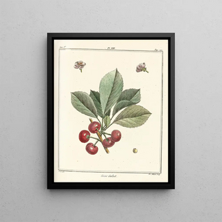 HenriLouis Duhamel du Monceau - Trait des arbres fruitiers Pl19.webp