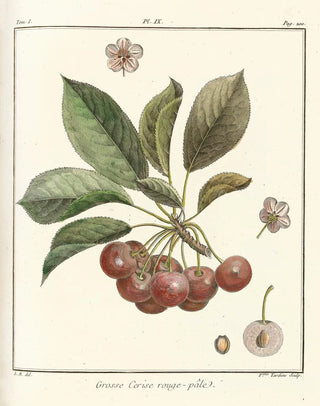 HenriLouis Duhamel du Monceau - Trait des arbres fruitiers Pl20.webp