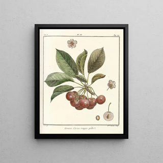 HenriLouis Duhamel du Monceau - Trait des arbres fruitiers Pl20.webp