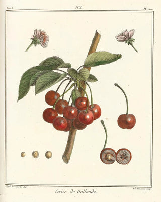 HenriLouis Duhamel du Monceau - Trait des arbres fruitiers Pl21.webp