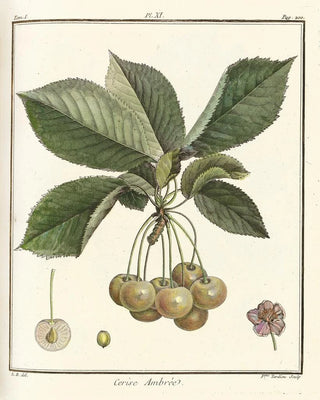 HenriLouis Duhamel du Monceau - Trait des arbres fruitiers Pl22.webp