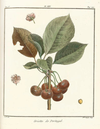 HenriLouis Duhamel du Monceau - Trait des arbres fruitiers Pl24.webp