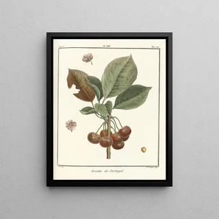 HenriLouis Duhamel du Monceau - Trait des arbres fruitiers Pl24.webp