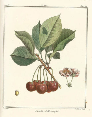 HenriLouis Duhamel du Monceau - Trait des arbres fruitiers Pl25.webp