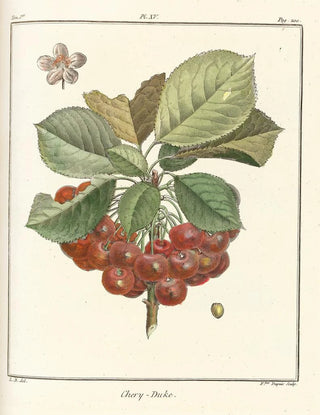 HenriLouis Duhamel du Monceau - Trait des arbres fruitiers Pl26.webp