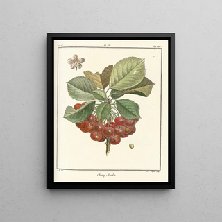HenriLouis Duhamel du Monceau - Trait des arbres fruitiers Pl26.webp