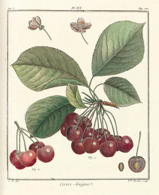 HenriLouis Duhamel du Monceau - Trait des arbres fruitiers Pl27.webp