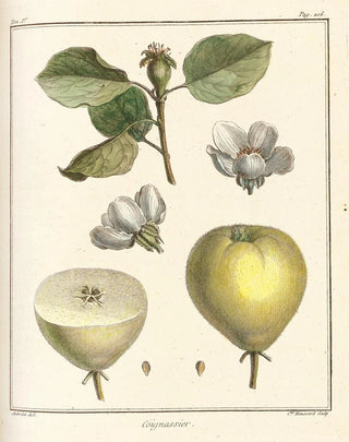 HenriLouis Duhamel du Monceau - Trait des arbres fruitiers Pl28.webp