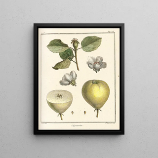 HenriLouis Duhamel du Monceau - Trait des arbres fruitiers Pl28.webp