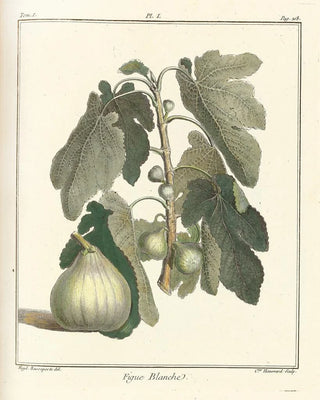 HenriLouis Duhamel du Monceau - Trait des arbres fruitiers Pl29.webp