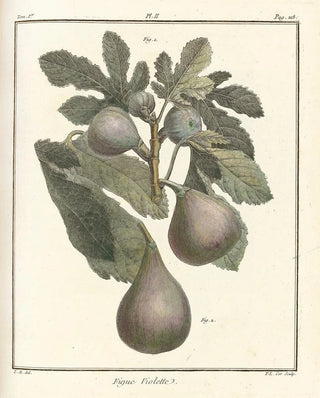 HenriLouis Duhamel du Monceau - Trait des arbres fruitiers Pl30.webp